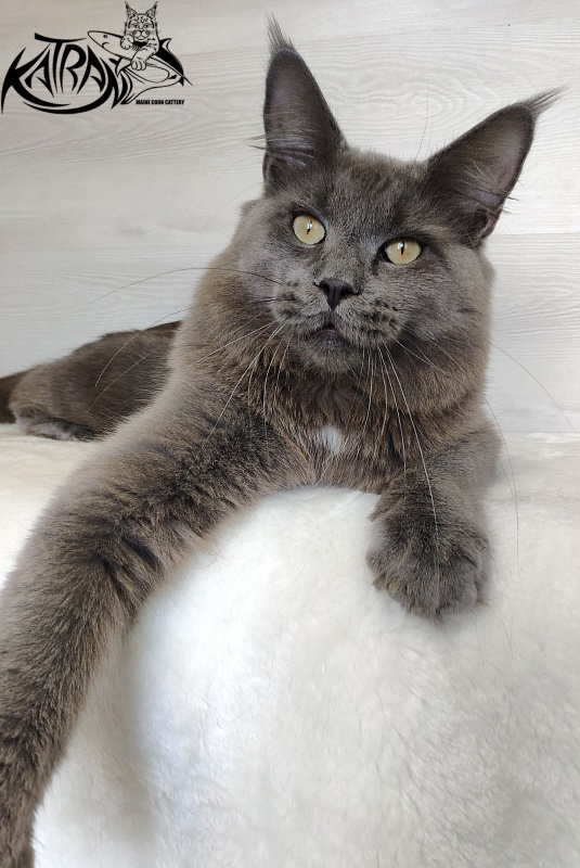 Katran Graf Grey - Юніор мейн-кун 9 місяців