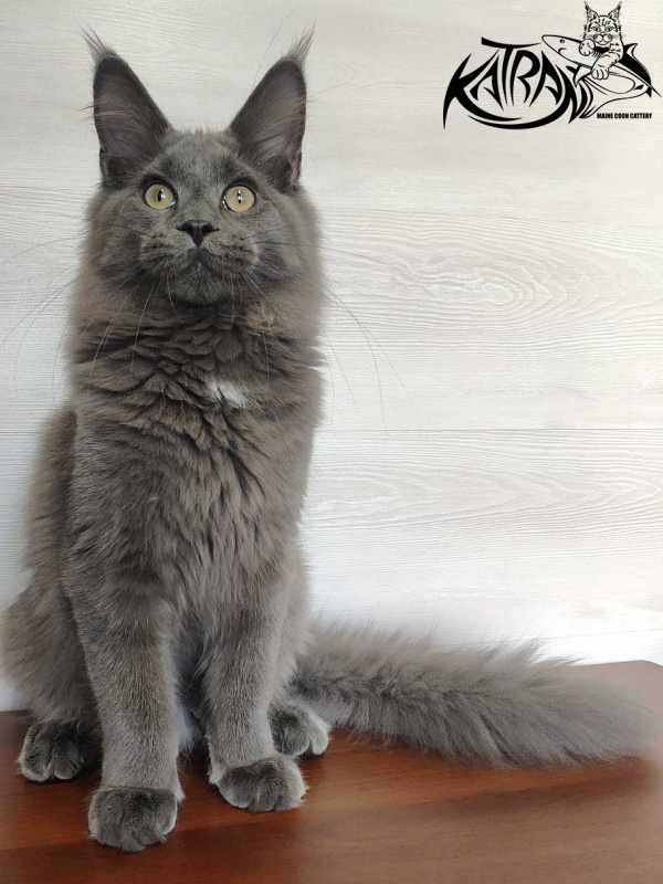 Katran Graf Grey - Кошеня мейн-кун 5 місяців
