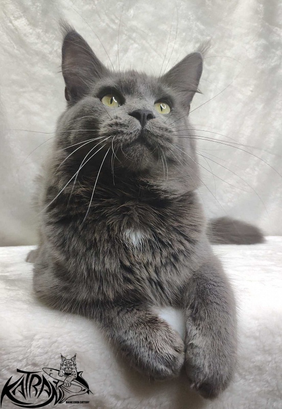 Katran Graf Grey - Дорослий мейн-кун 11 місяців
