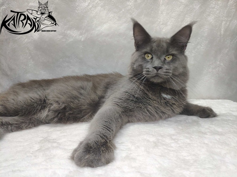 Katran Graf Grey - Дорослий мейн-кун 11 місяців