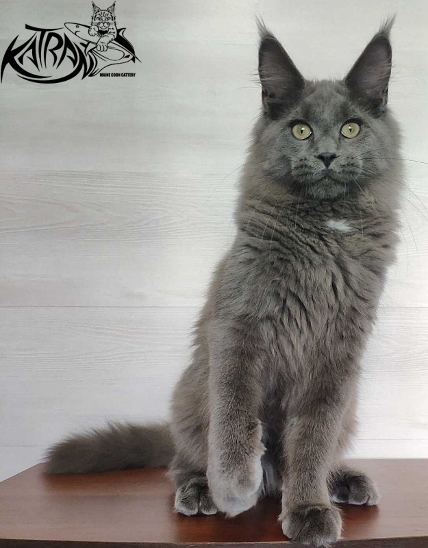 Katran Graf Grey - Кошеня мейн-кун 5 місяців