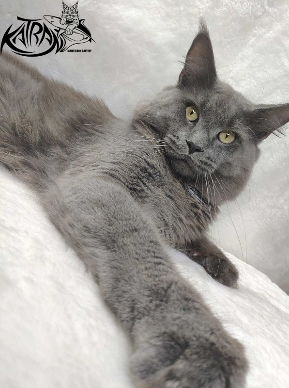 Katran Graf Grey - Дорослий мейн-кун 11 місяців