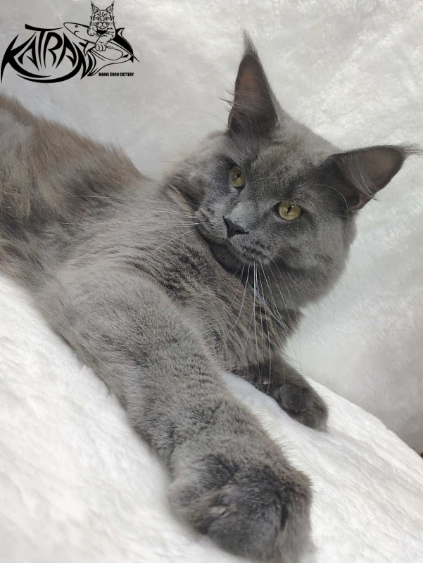 Katran Graf Grey - Дорослий мейн-кун 11 місяців