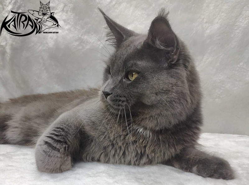 Katran Graf Grey - Дорослий мейн-кун 11 місяців