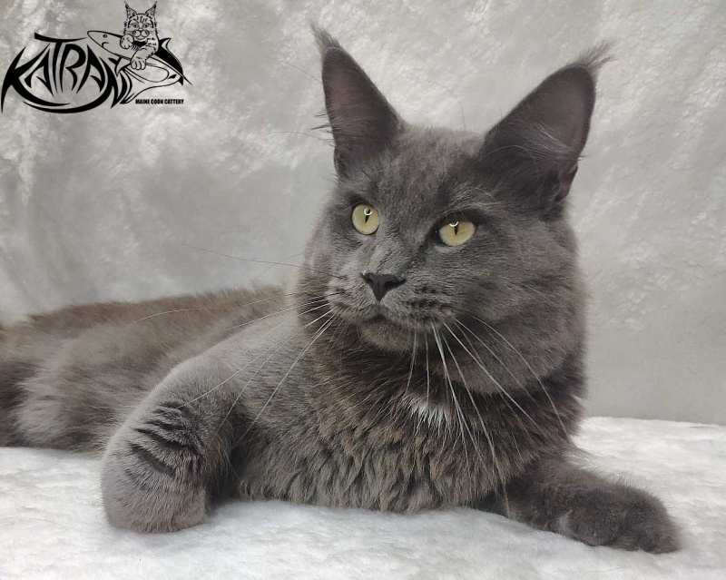 Katran Graf Grey - Дорослий мейн-кун 11 місяців