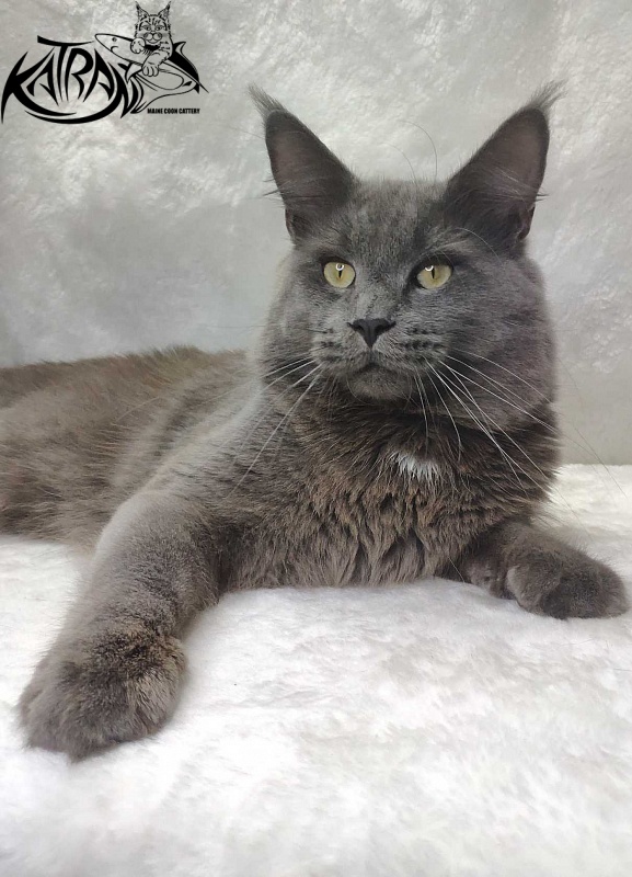 Katran Graf Grey - Дорослий мейн-кун 11 місяців