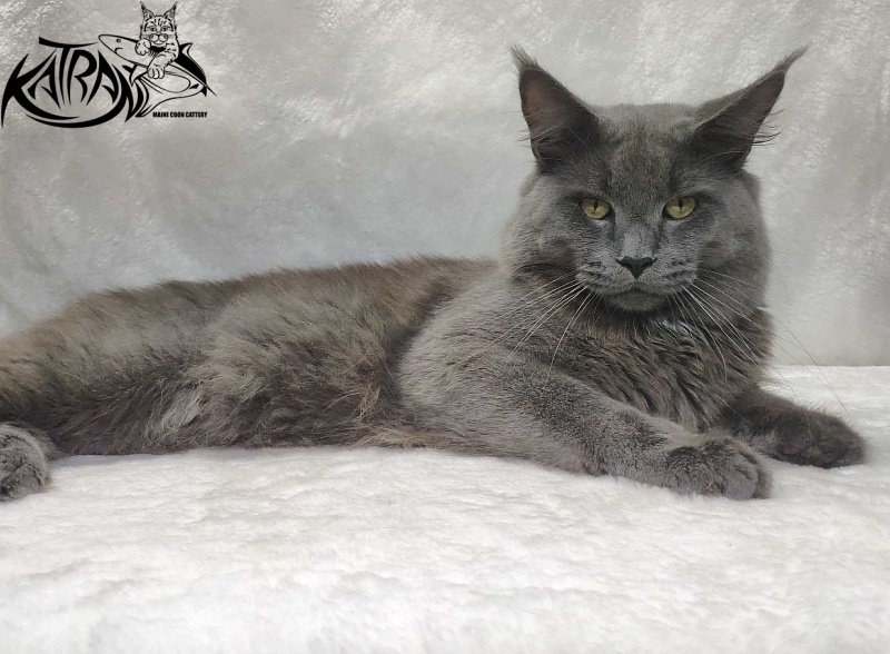 Katran Graf Grey - Дорослий мейн-кун 11 місяців