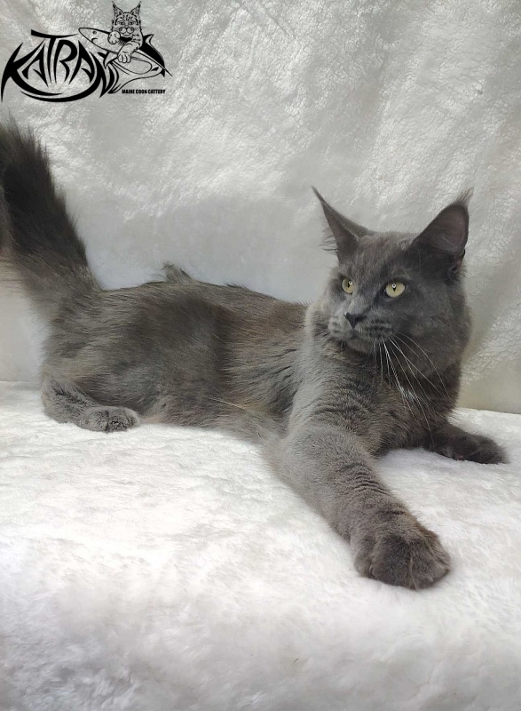 Katran Graf Grey - Дорослий мейн-кун 11 місяців