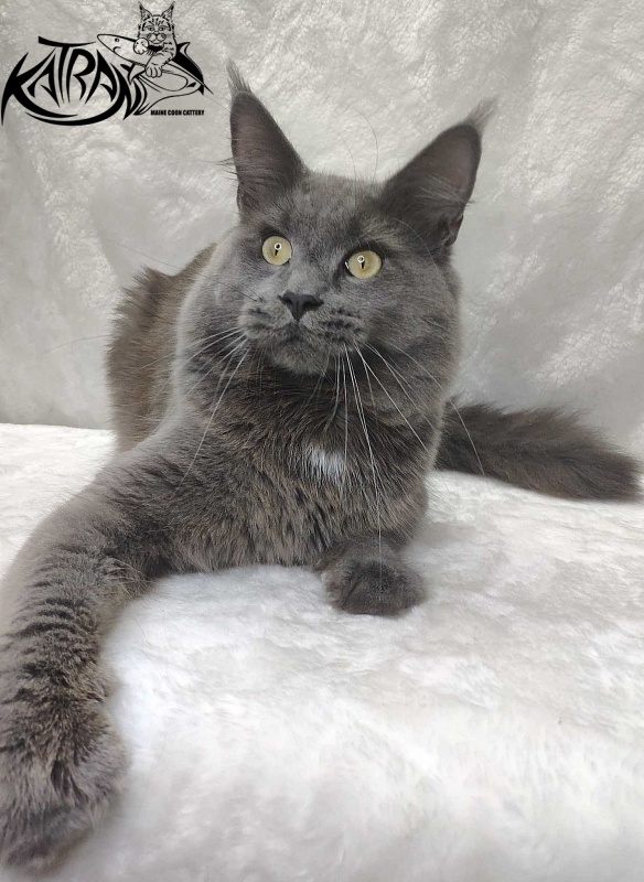 Katran Graf Grey - Дорослий мейн-кун 11 місяців
