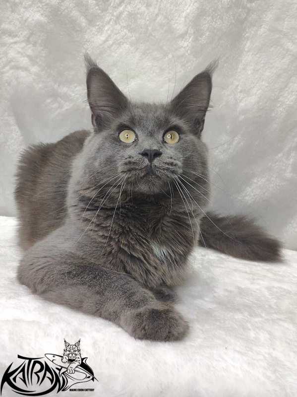 Katran Graf Grey - Дорослий мейн-кун 11 місяців