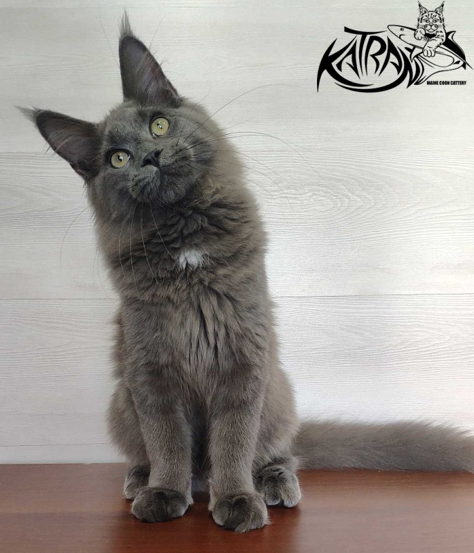Katran Graf Grey - Кошеня мейн-кун 5 місяців