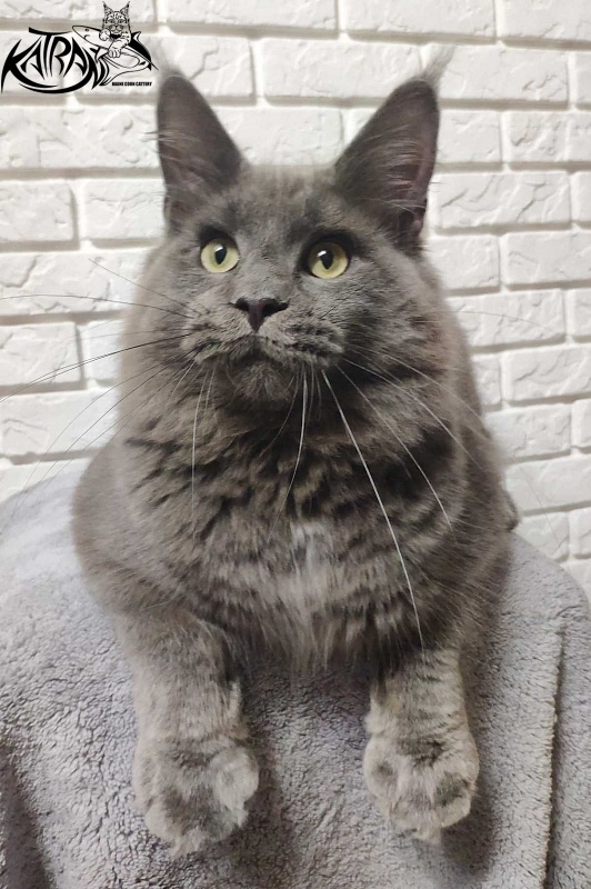 Katran Graf Grey - Юніор мейн-кун 7 місяців