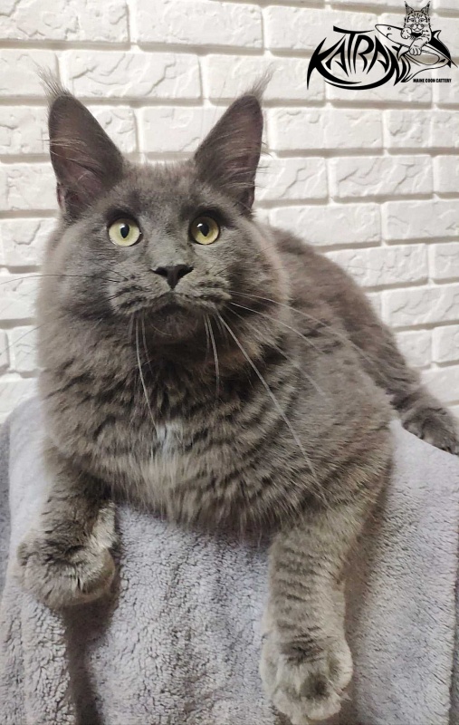 Katran Graf Grey - Юніор мейн-кун 7 місяців