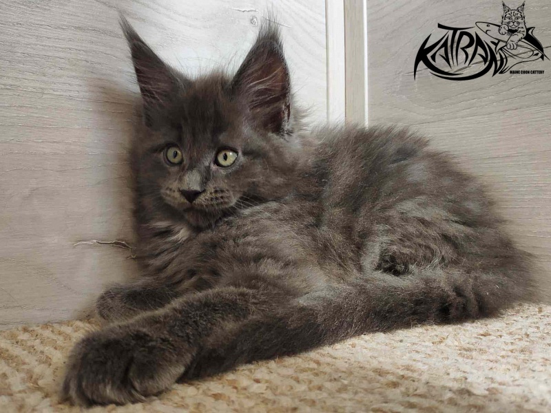 Katran Georgy - Кошеня мейн-кун 2 місяця