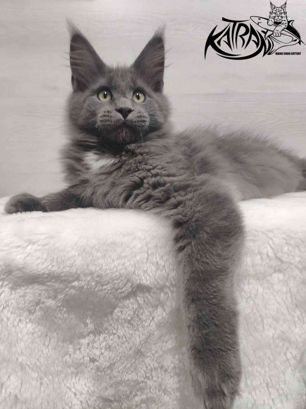 Katran Georgy - Кошеня мейн-кун 3 місяця