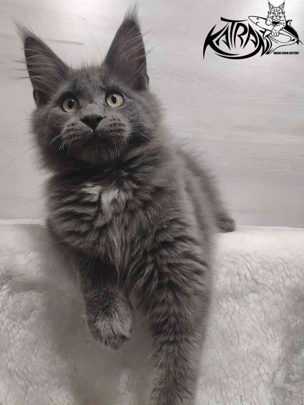 Katran Georgy - Кошеня мейн-кун 3 місяця