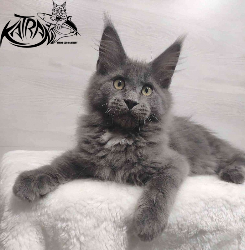Katran Georgy - Кошеня мейн-кун 3 місяця