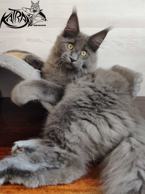 Katran Georgy - Кошеня мейн-кун 5 місяців