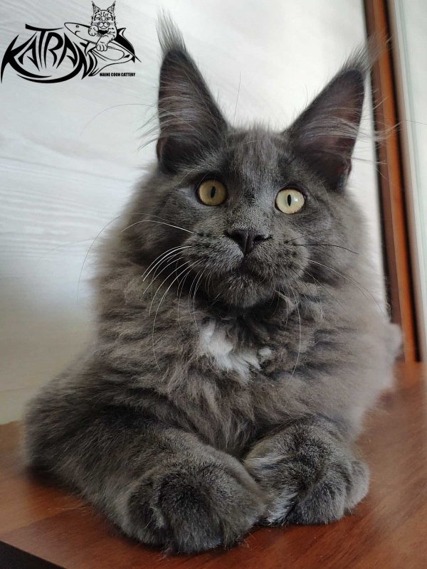 Katran Georgy - Кошеня мейн-кун 5 місяців