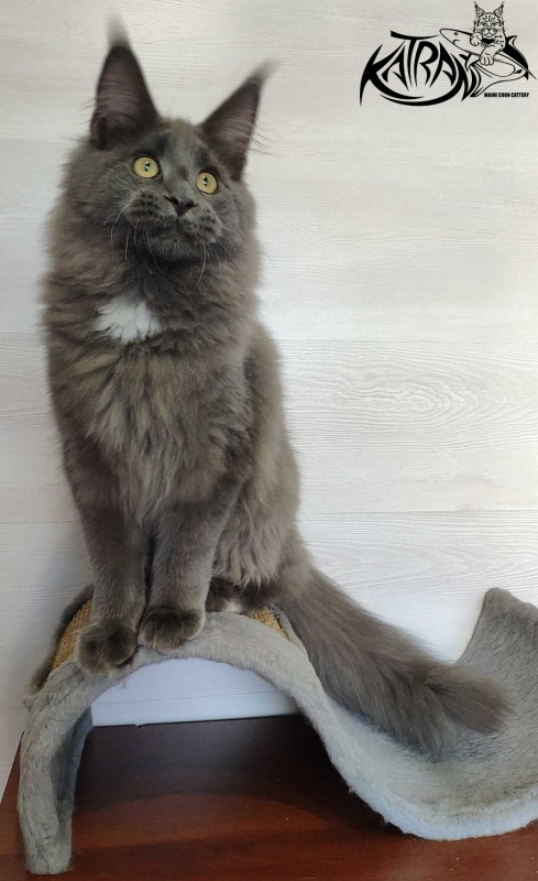 Katran Georgy - Кошеня мейн-кун 5 місяців