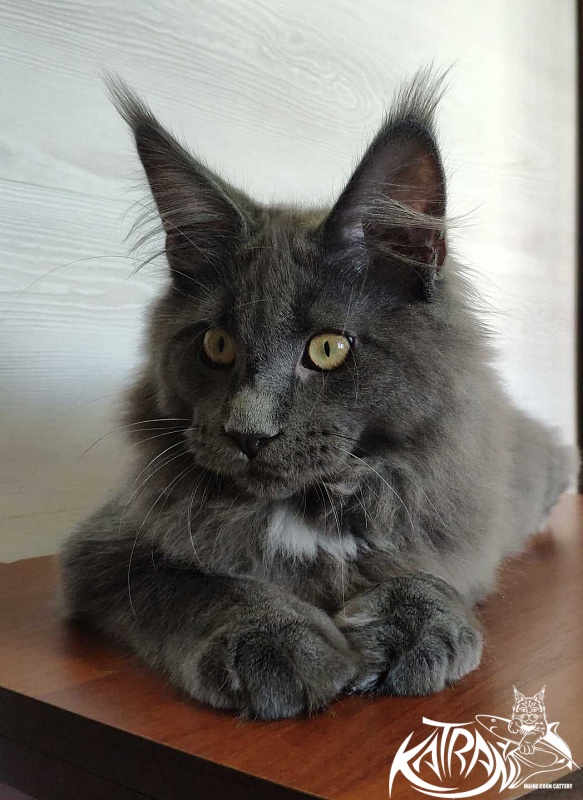 Katran Georgy - Кошеня мейн-кун 5 місяців