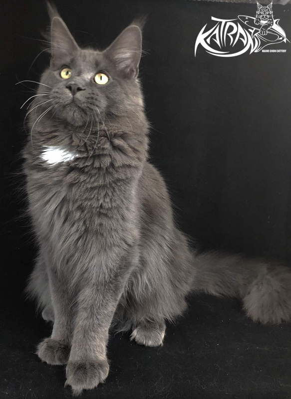 Katran Georgy - Юніор мейн-кун 8 місяців