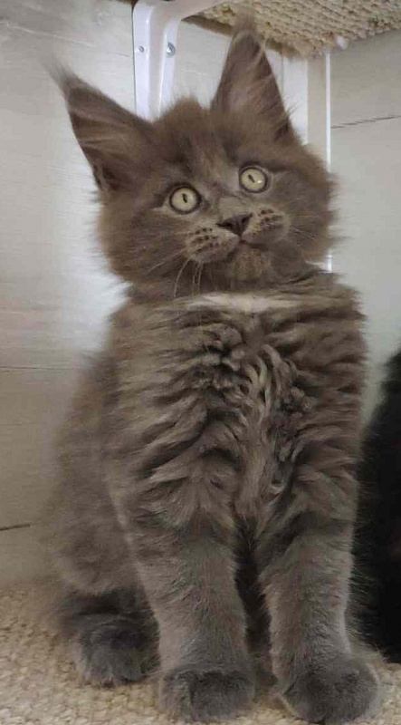 Katran Georgy - Кошеня мейн-кун 2 місяця