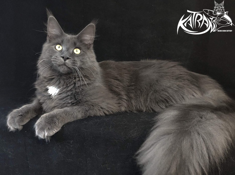 Katran Georgy - Юніор мейн-кун 8 місяців