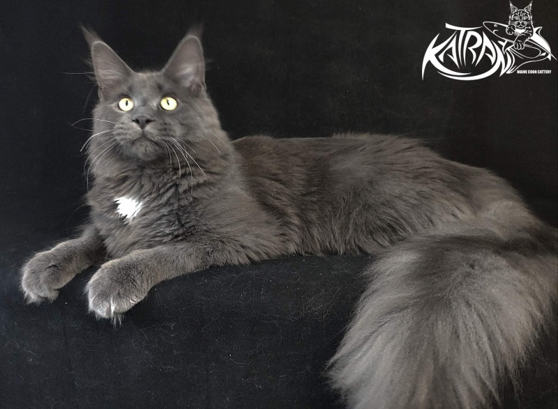 Katran Georgy - Юніор мейн-кун 8 місяців