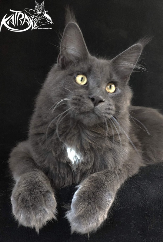 Katran Georgy - Юніор мейн-кун 8 місяців