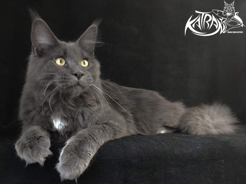 Katran Georgy - Юніор мейн-кун 8 місяців