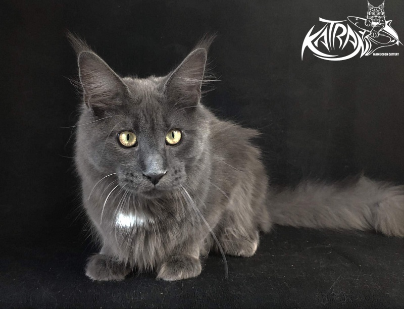 Katran Georgy - Юніор мейн-кун 8 місяців