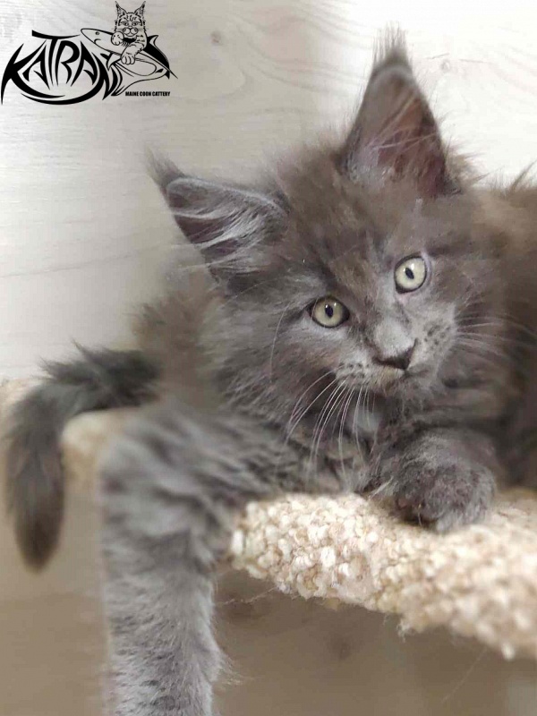 Katran Georgy - Кошеня мейн-кун 2 місяця