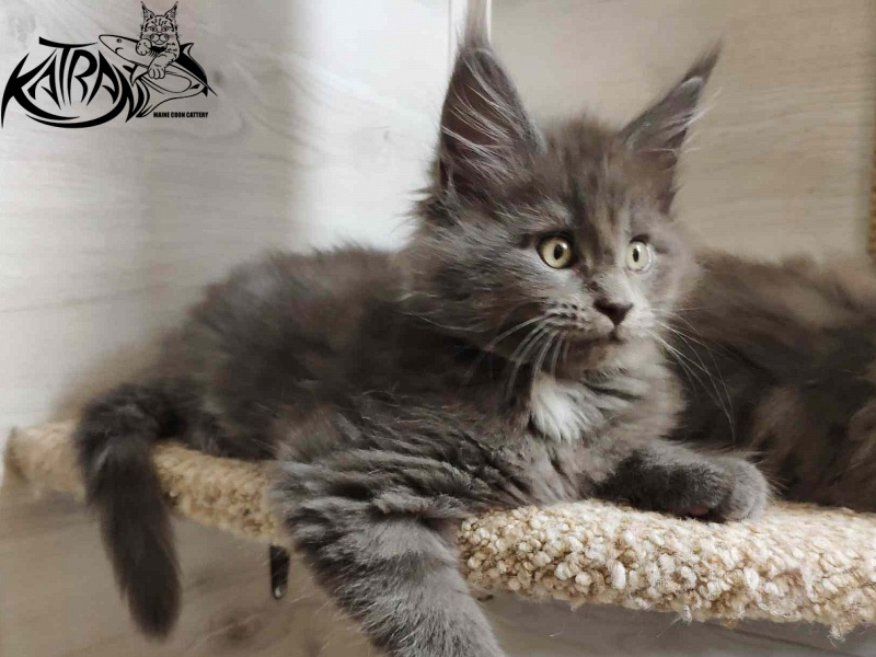 Katran Georgy - Кошеня мейн-кун 2 місяця