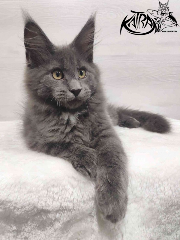 Katran Georgy - Кошеня мейн-кун 3 місяця