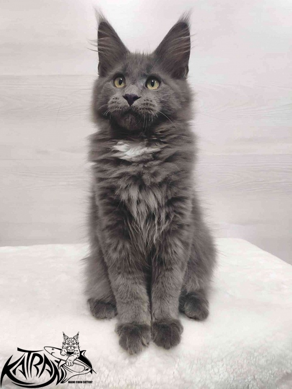 Katran Georgy - Кошеня мейн-кун 3 місяця