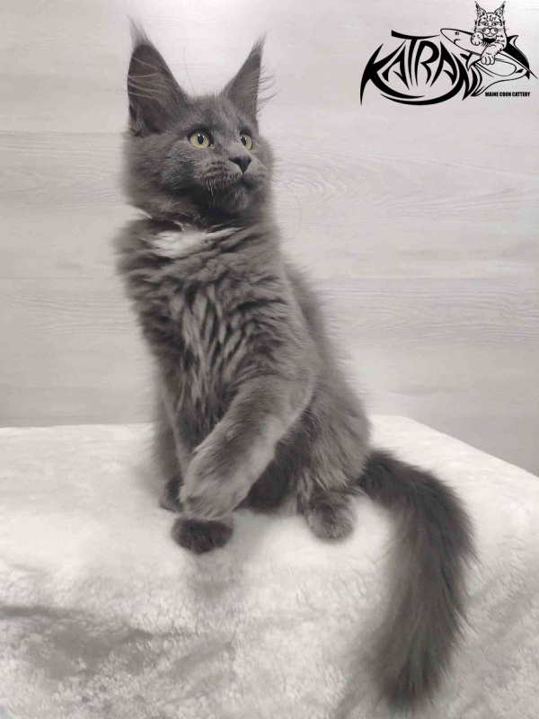 Katran Georgy - Кошеня мейн-кун 3 місяця