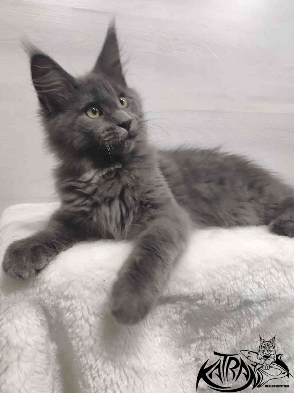 Katran Georgy - Кошеня мейн-кун 3 місяця