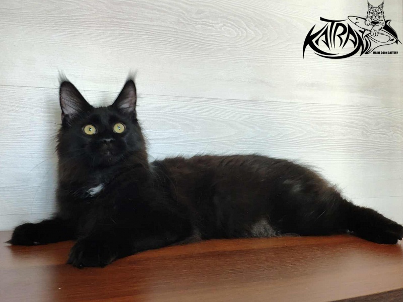 Katran Gera - Kitten maine-coon 5 months