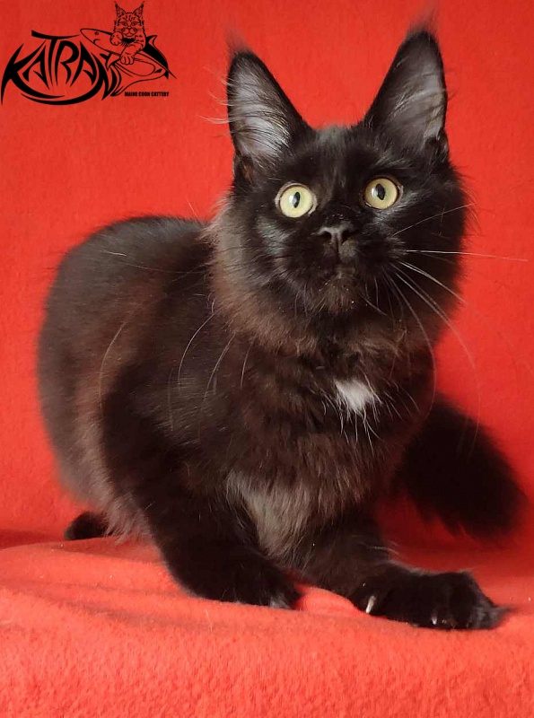 Katran Gera - Kitten maine-coon 4 months