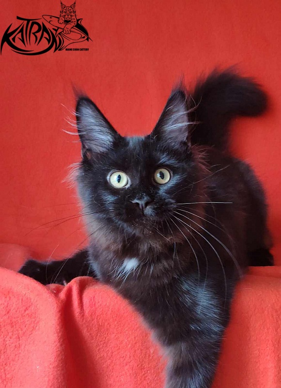 Katran Gera - Kitten maine-coon 4 months
