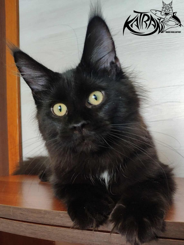 Katran Gera - Kitten maine-coon 5 months