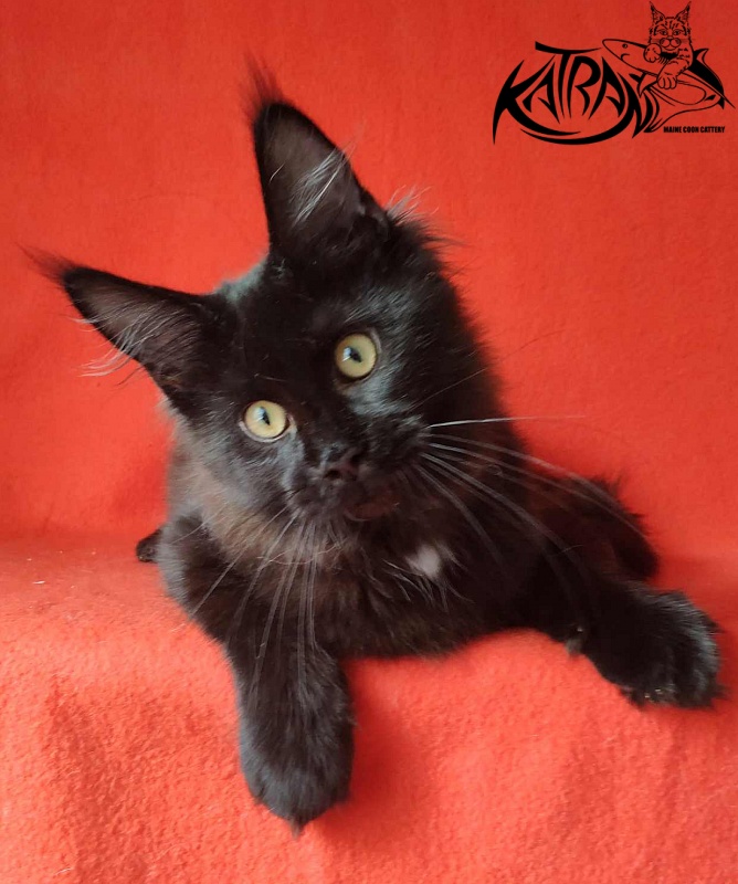 Katran Gera - Kitten maine-coon 4 months