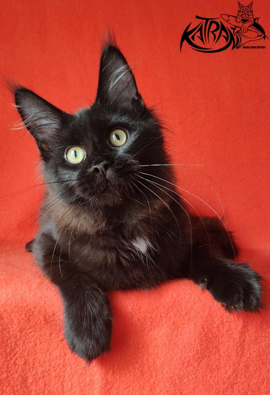 Katran Gera - Kitten maine-coon 4 months