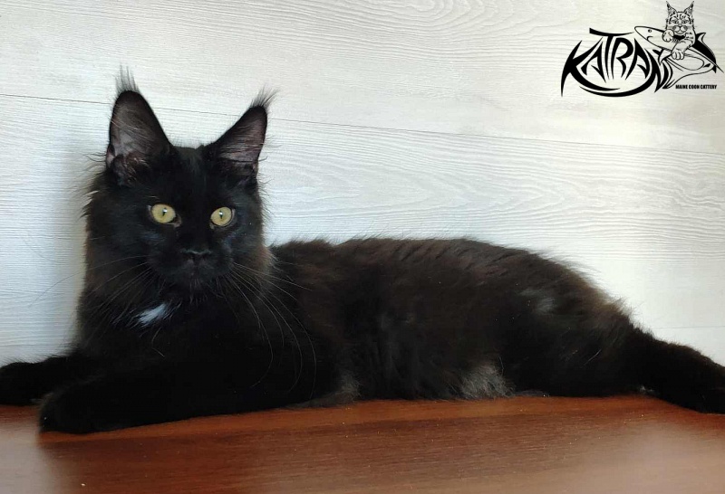 Katran Gera - Kitten maine-coon 5 months