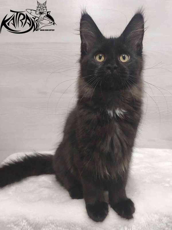 Katran Gera - Kitten maine-coon 3 months