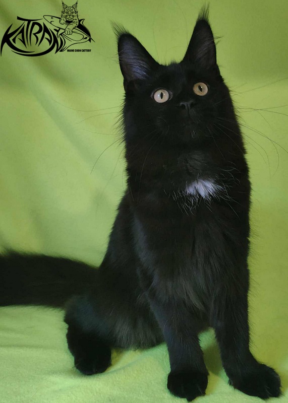 Katran Gera - Kitten maine-coon 6 months