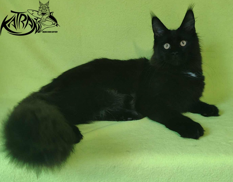 Katran Gera - Kitten maine-coon 6 months