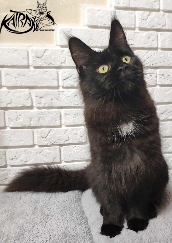 Katran Gera - Junior maine-coon 7 months