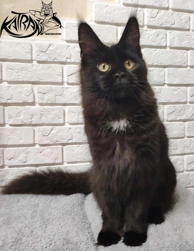 Katran Gera - Junior maine-coon 7 months